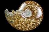 Polished, Agatized Ammonite (Cleoniceras) - Madagascar #97327-1